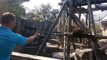 Kerl spielt mit einem Orangutan