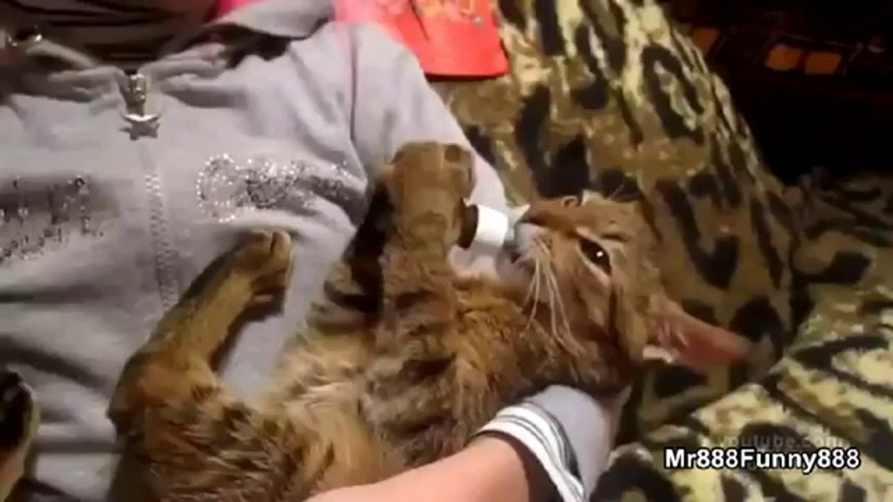 Katzen Om Nom Nom Sammlung