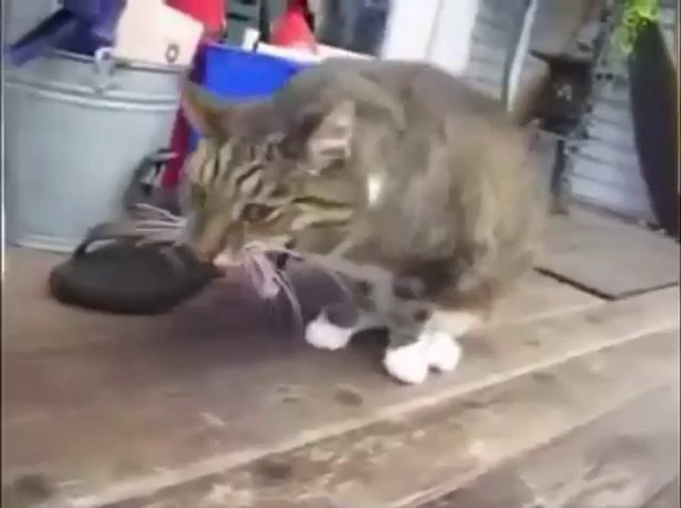 Katzen würgen und kotzen zur Musik