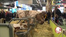 Salon de l'agriculture : les vaches du Nord sur leur 31