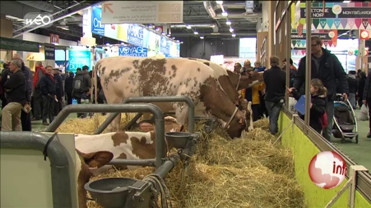 Salon de l'agriculture : les vaches du Nord sur leur 31