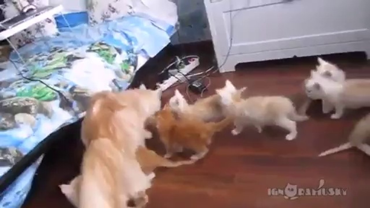 Katzenmama testet die Reaktion ihrer Baby's