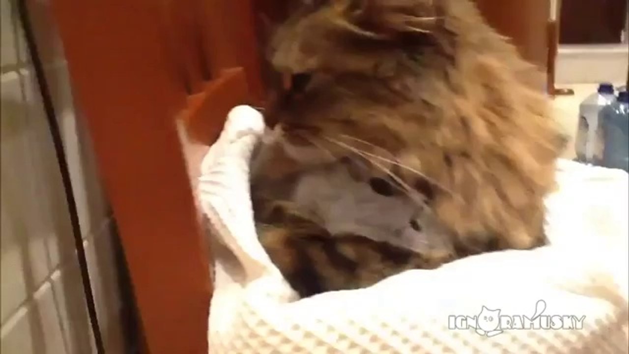 Katzenmama umarmt ihr Baby