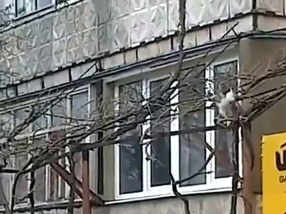 Katzenmutter bringt ihr Junges in den 2. Stock