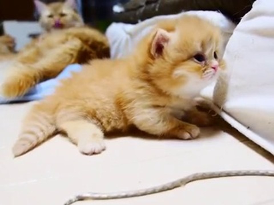 Kein Kätzchen ist süßer als dieses!