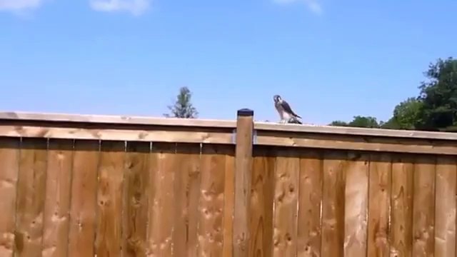 Kerl filmt einen kleinen Falken als plötzlich...