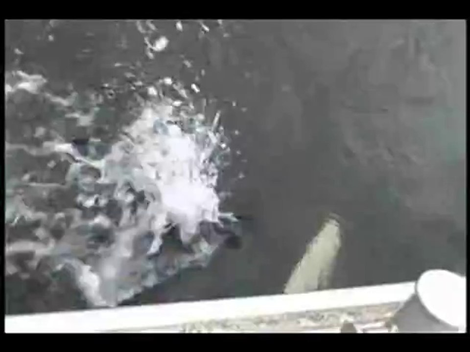 Killerwal macht ein Motorboot nach