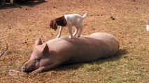 Kleine Ziege spielt mit einem Schwein