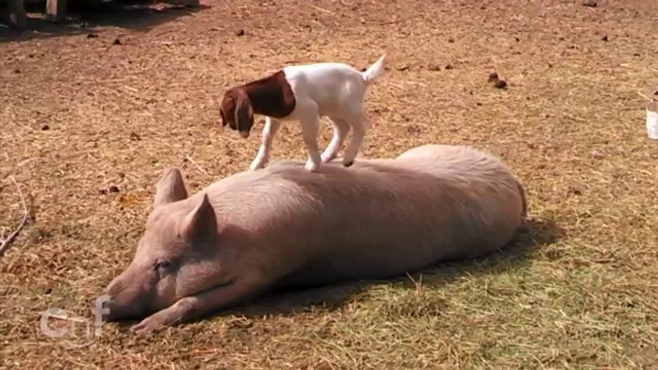 Kleine Ziege spielt mit einem Schwein