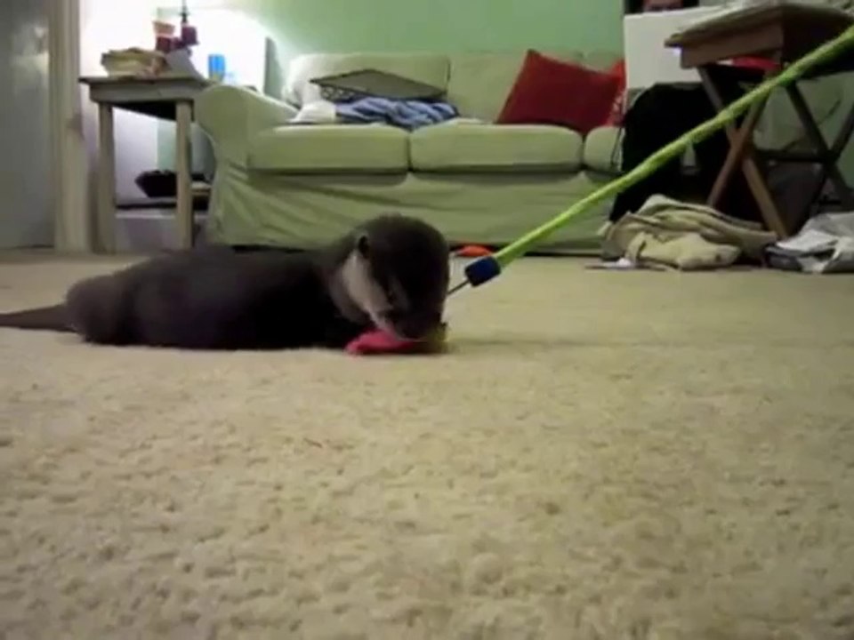 Kleiner Otter gegen großes Walross