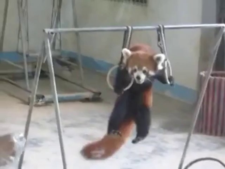 Kleiner Panda mach Klimmzüge