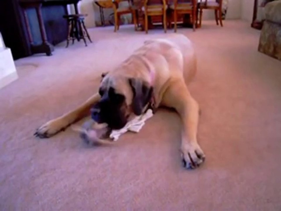 Kleiner und großer Hund spielen gemeinsam