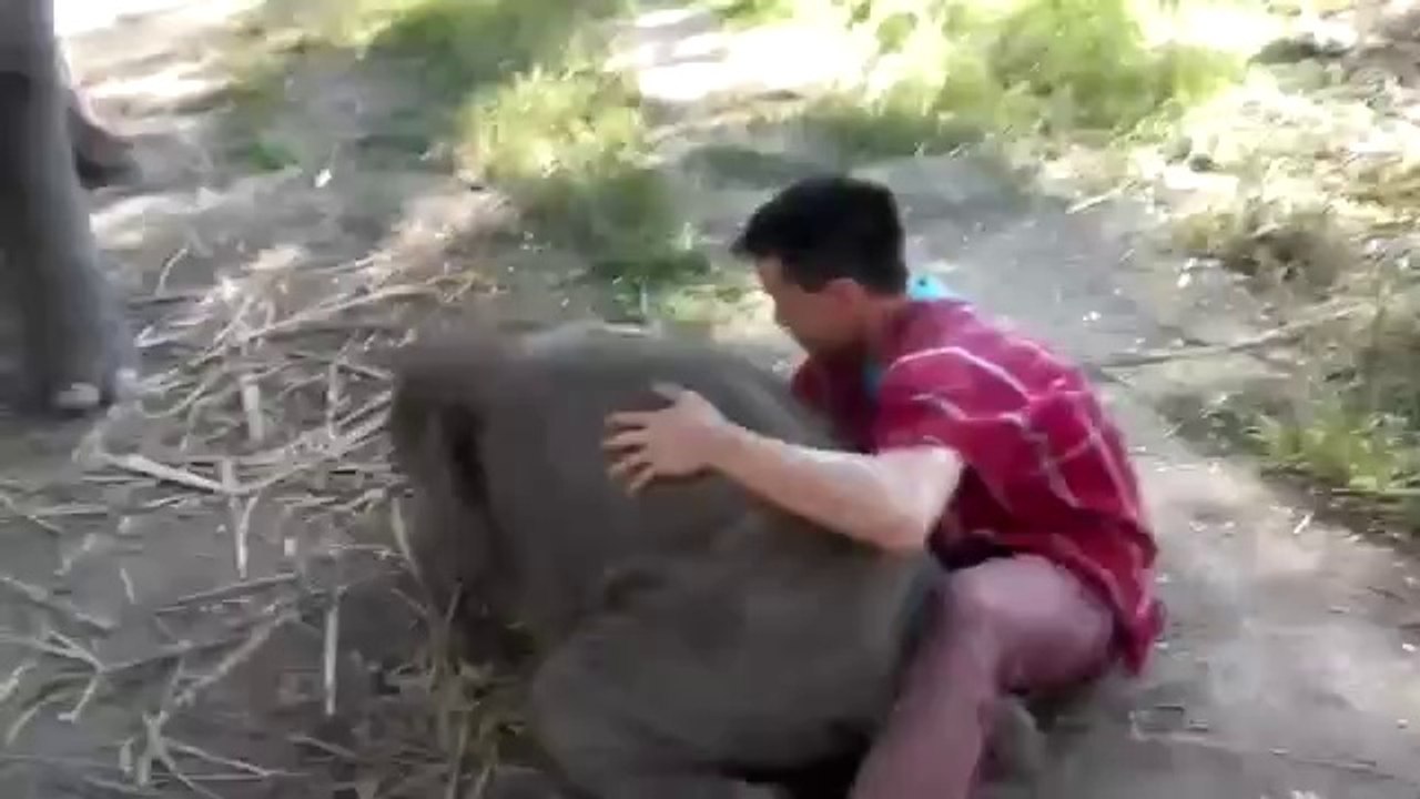 Kleiner, süßer Elefant