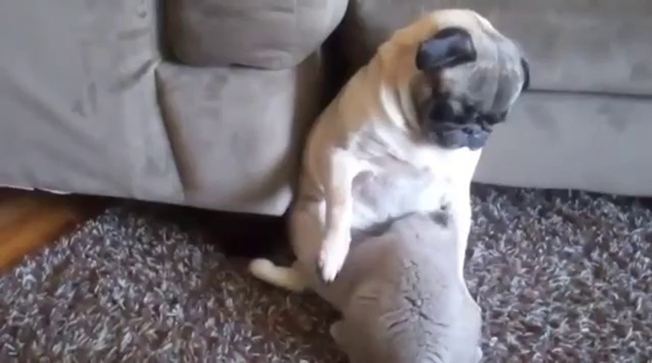 Kleines Kätzchen belästigt einen Mops