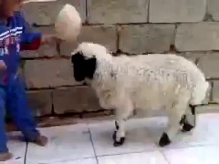 Kleines Kind vs. Schäfchen