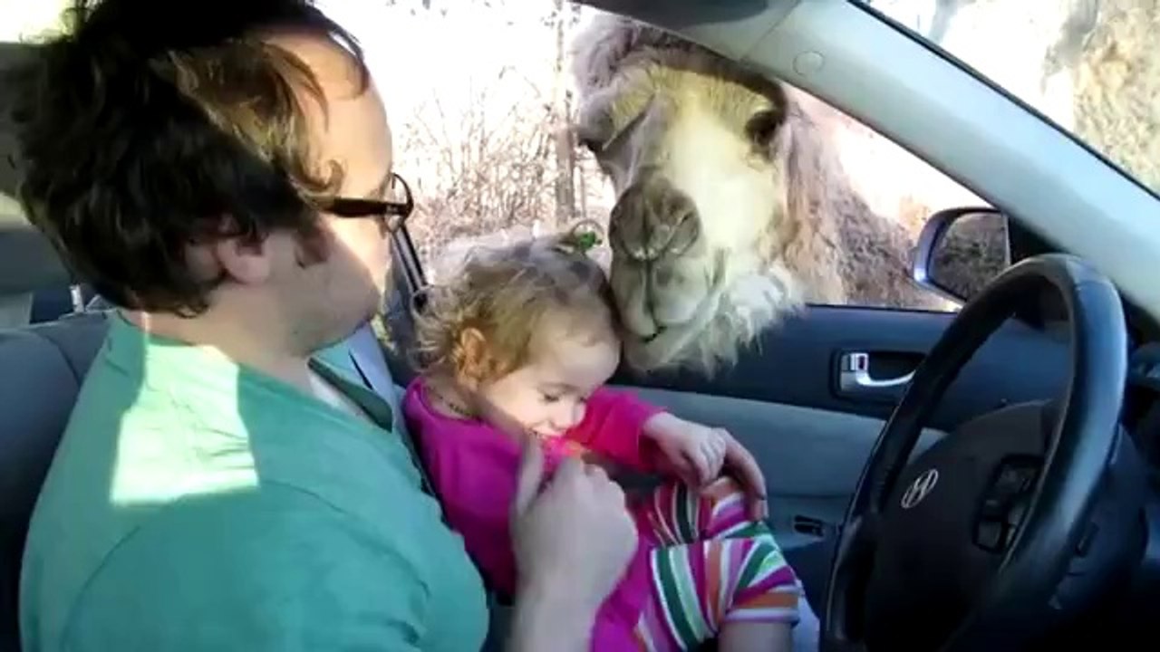 Kleines Mädchen wird fast von einem Kamel gefressen