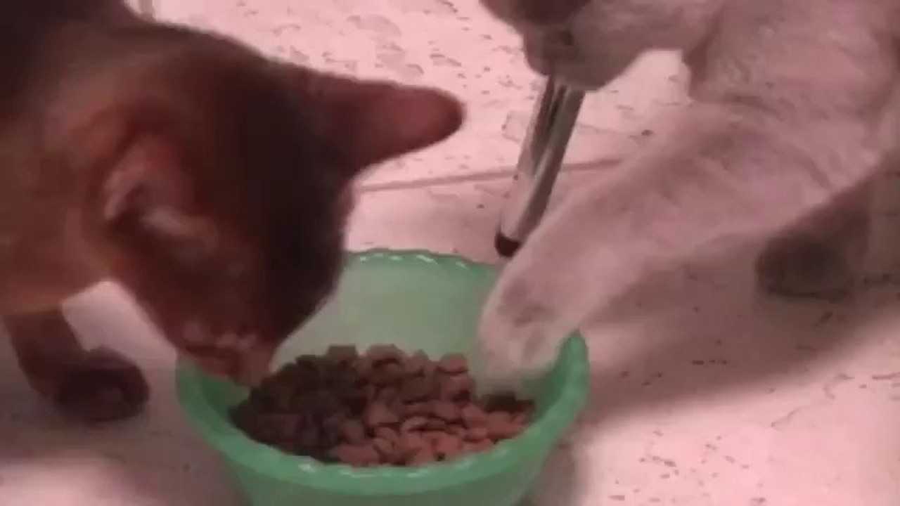 Kluge Katze hat Hunger