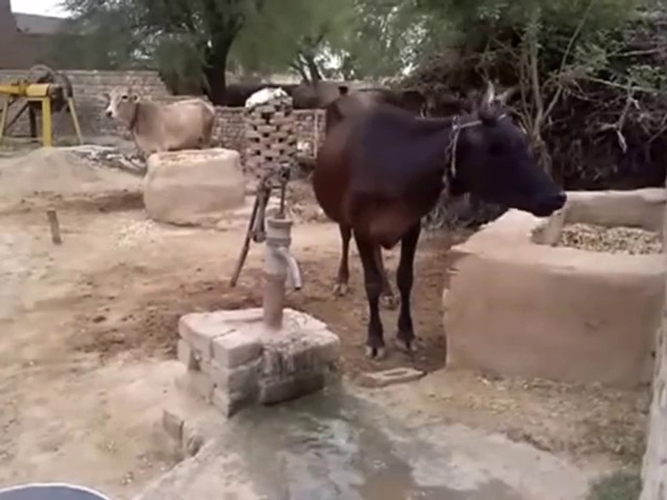 Kluge Kuh benutzt die Handpumpe um an Wasser zu kommen