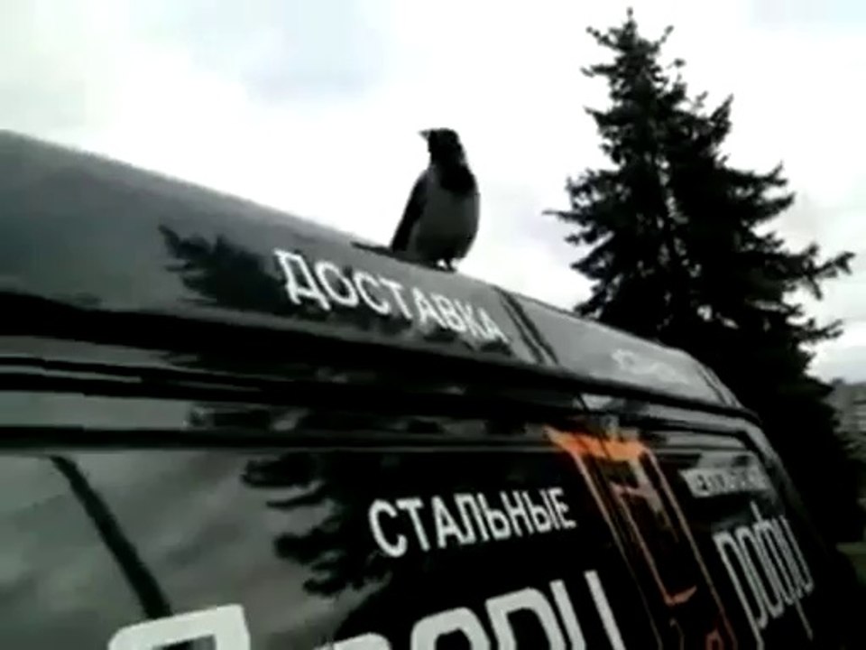 Krähe denkt sie wäre ein Hahn