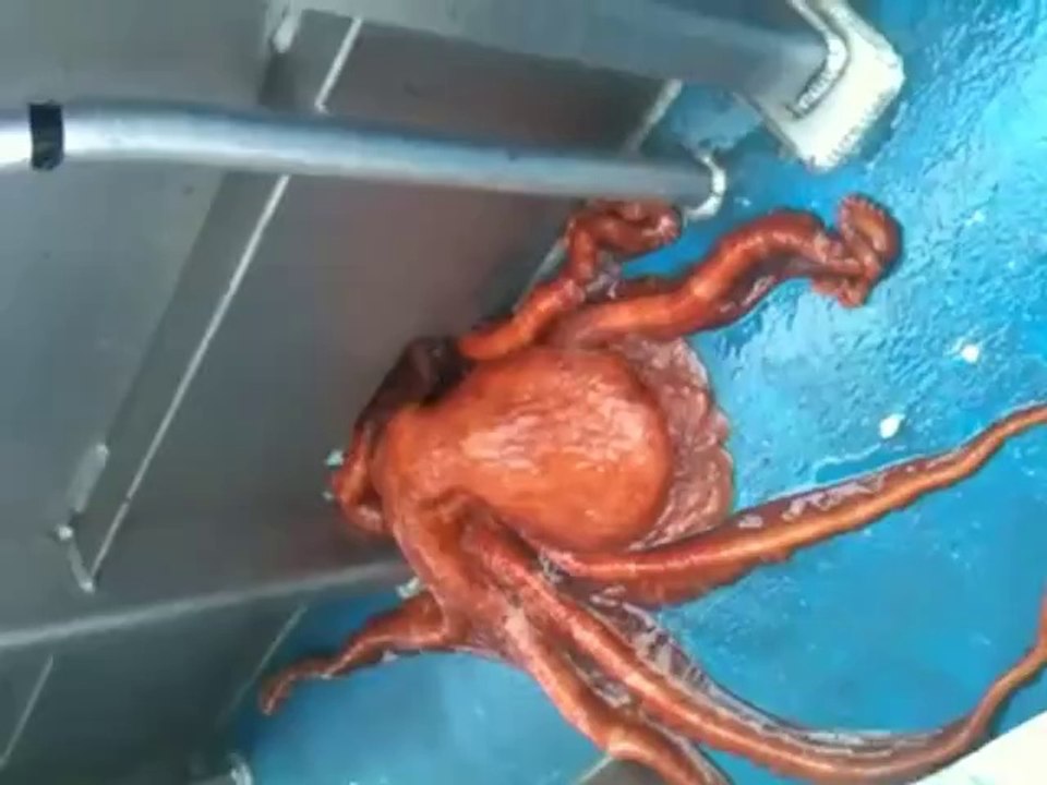 Kraken kommen durch die kleinste Öffnung