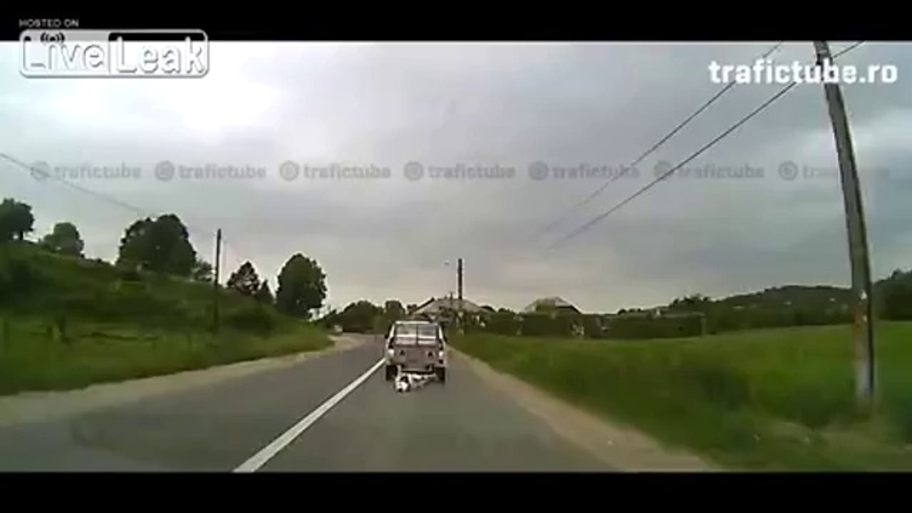 Kuh befreit sich selbst vom Anhänger