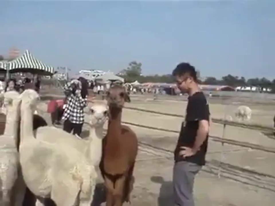 Lama spuckt einem Jungen ins Gesicht