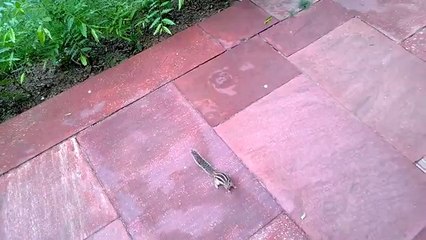 Leg dich nicht mit diesen Eichhörnchen an!