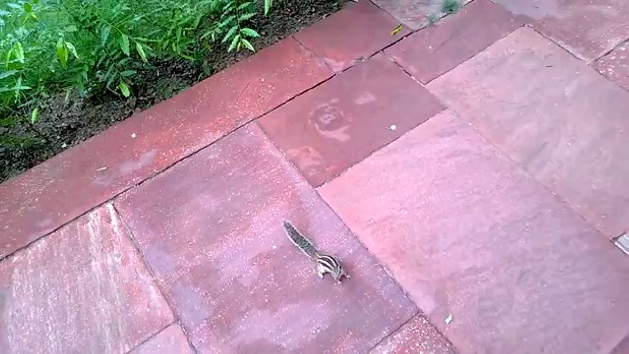 Leg dich nicht mit diesen Eichhörnchen an!