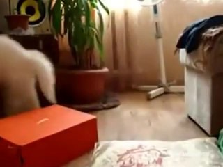 Leg dich nicht mit diesen Katzen an