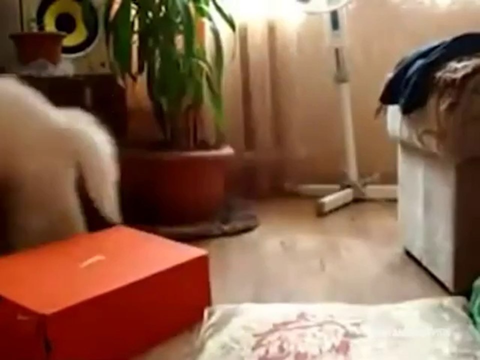 Leg dich nicht mit diesen Katzen an