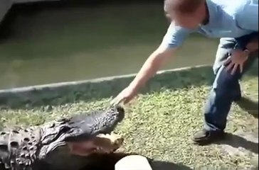 Leg dich nicht mit einem Krokodil an!