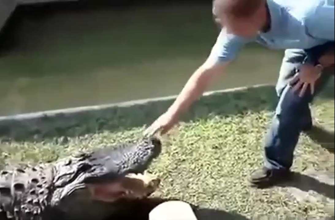 Leg dich nicht mit einem Krokodil an!