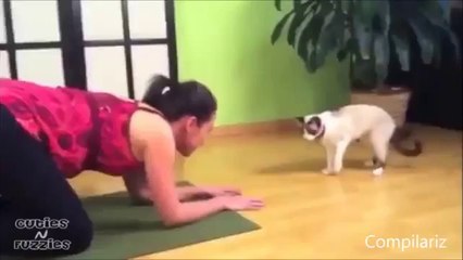 Lustige Katzen - Der Grund warum das Internet erfunden wurde