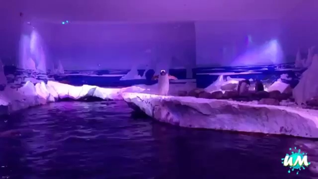 Lustige Pinguin Clips