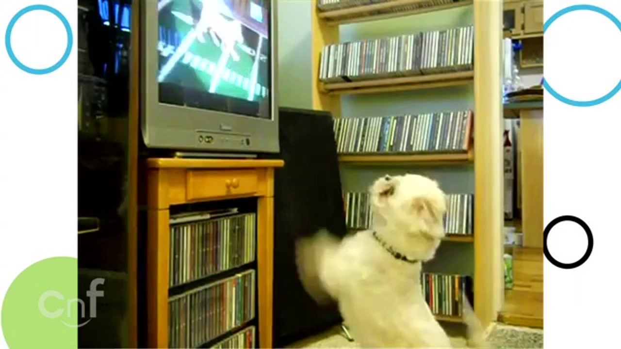 Lustige Welpen und Hunde Compilation