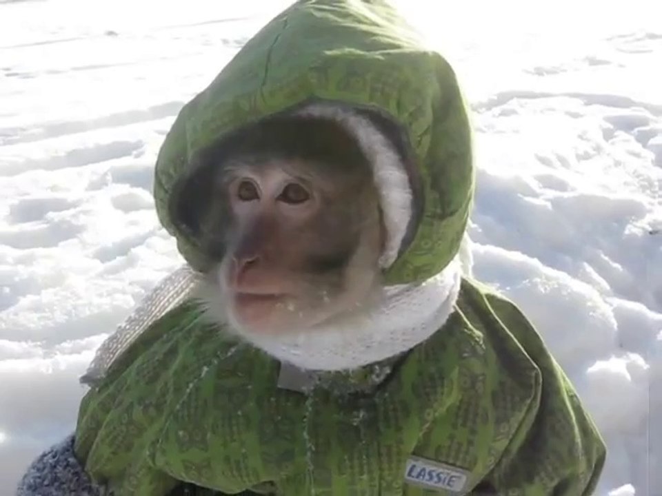 Lustiger Affe sieht zum ersten Mal Schnee