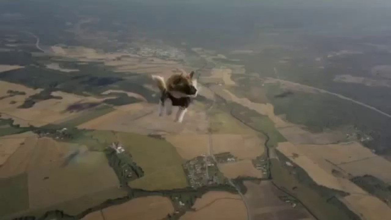 Mission Impossible Katze