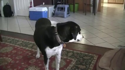 Mit dem Hund über das Kätzchen reden