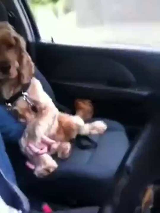 Mit dem Hund während der Fahrt Händchen halten