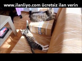 Annesinin Kuyruğuyla Oynayan Kedi