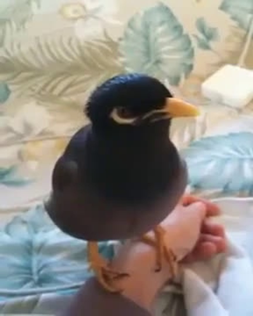 ⁣Amazing Myna bird sounds just like a human