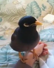 Amazing Myna bird sounds just like a human