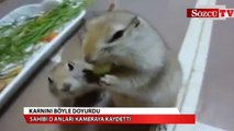 Karnını böyle doyurdu