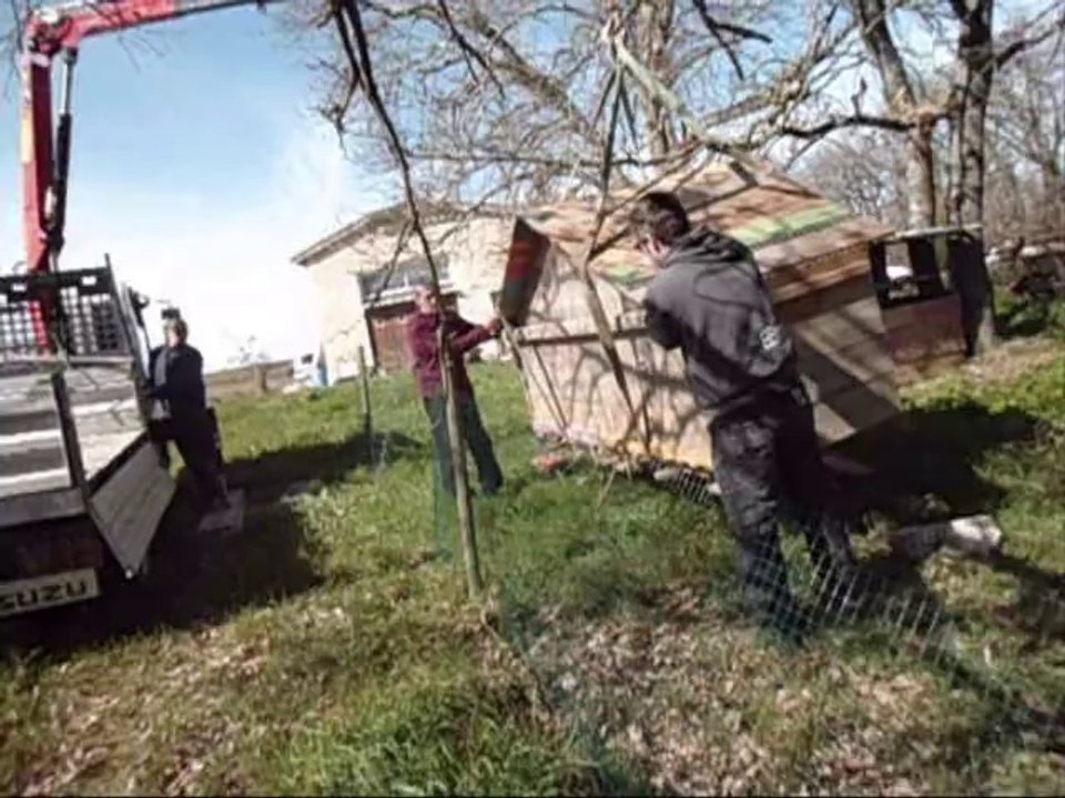 transport de poules