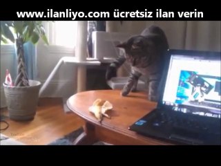 En Komik Korkan Kediler