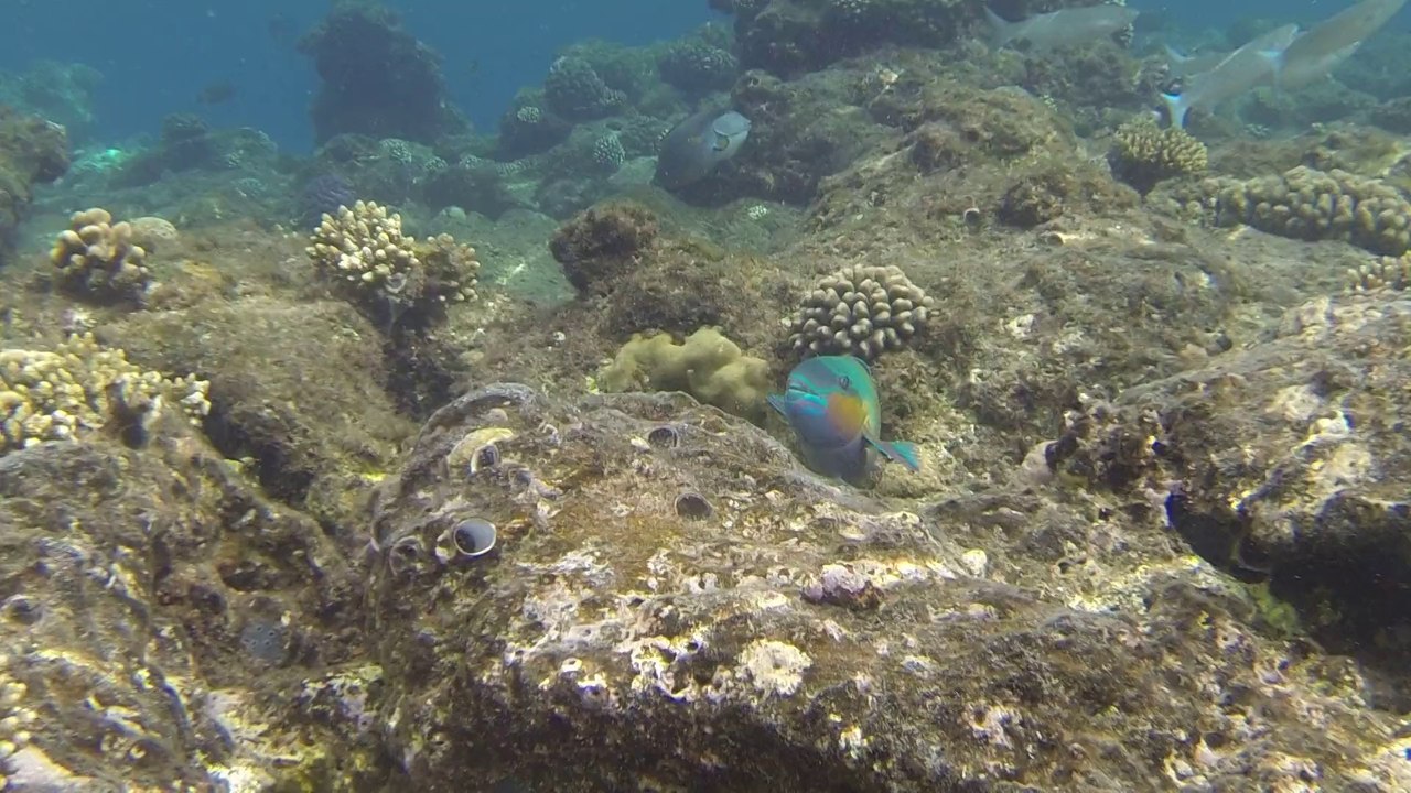 MER ROUGE HURGHADA CITADELLE AZUR