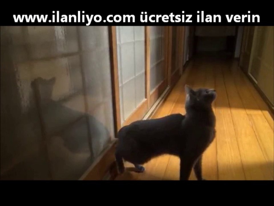 Kapı Çalan Kibar Kedi