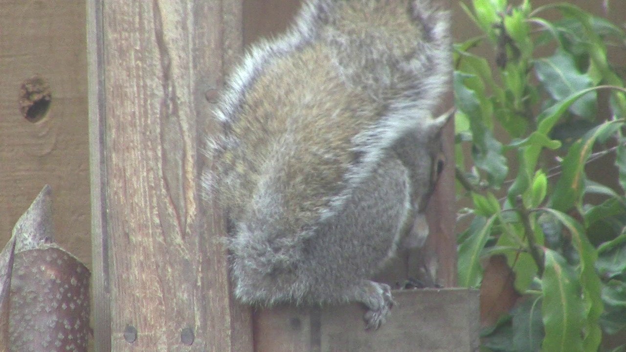 squirrel is nuts 3 the prequel