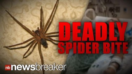 DEADLY SPIDER: Man Dies of Complications From Brown Recluse Bite