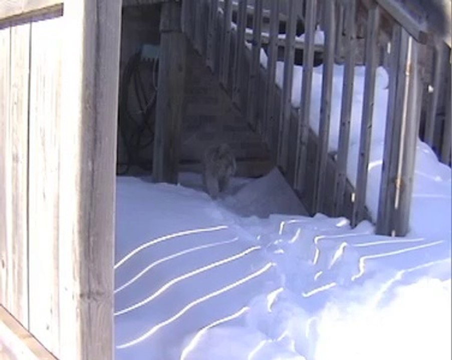 Lhasa Apsos Explore In Back Yard Snow